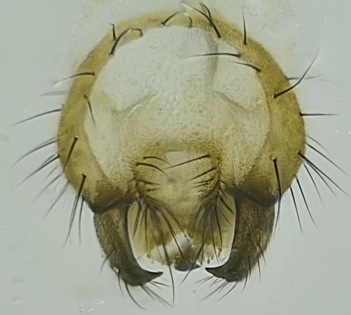 Réf. 344 516 : Minettia fasciata